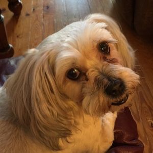 Meet your Posher, Pattie